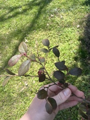Loropetalum