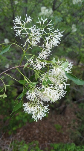 Image of Fraxinus cuspidata by (c) Alan Rockefeller, some rights reserved (CC BY)