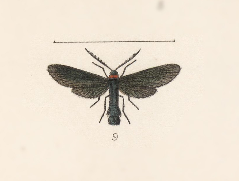 Harrisina charax