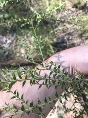 Acacia amblygona