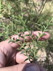 Acacia amblygona
