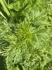 Ammoselinum
