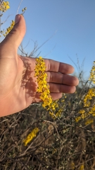 Echinopterys eglandulosa