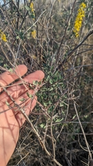 Echinopterys eglandulosa