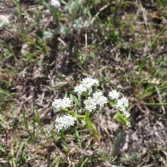 Valerianella amarella