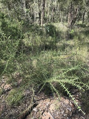 Acacia amblygona