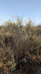 Echinopterys eglandulosa