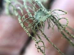 Usnea ceratina