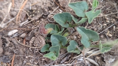 Aristolochia secunda