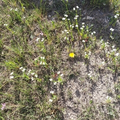 Valerianella amarella