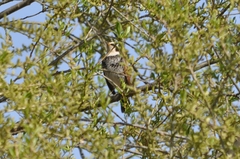 Turdus eunomus