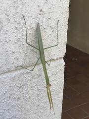 Tenodera costalis