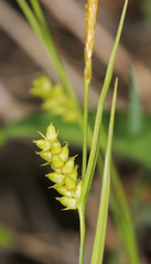 Carex conoidea