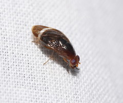 Depressa striatipennis