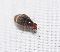 Depressa striatipennis