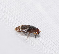 Depressa striatipennis