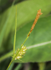 Carex conoidea