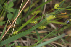 Carex conoidea