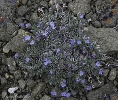 Eritrichium howardii