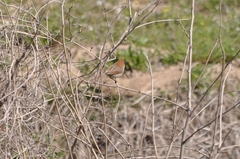 Sinosuthora webbiana