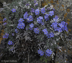 Eritrichium howardii