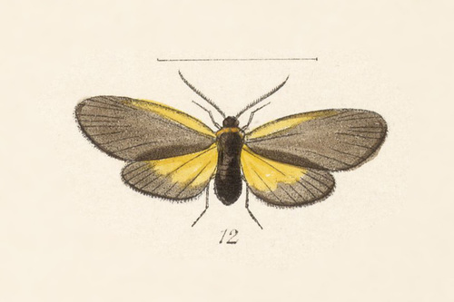 Pyromorpha cinniana