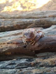 Boana crepitans