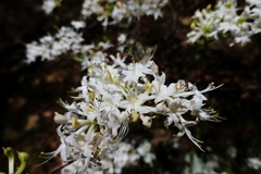 Rhododendron alabamense