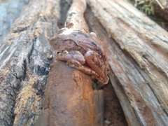 Boana crepitans