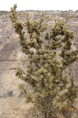 Asterolasia phebalioides