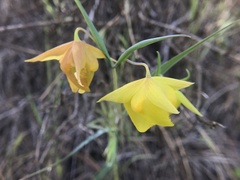 Calochortus pulchellus