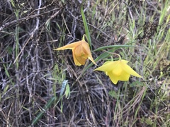 Calochortus pulchellus