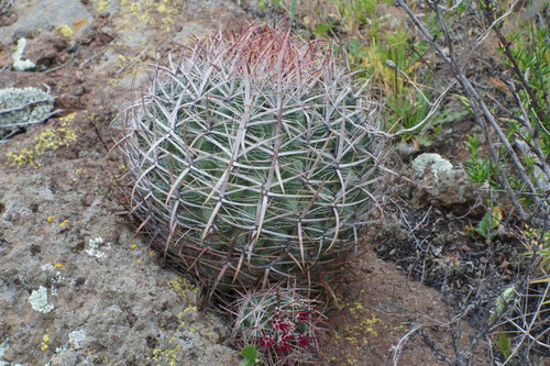 Ferocactus viridescens