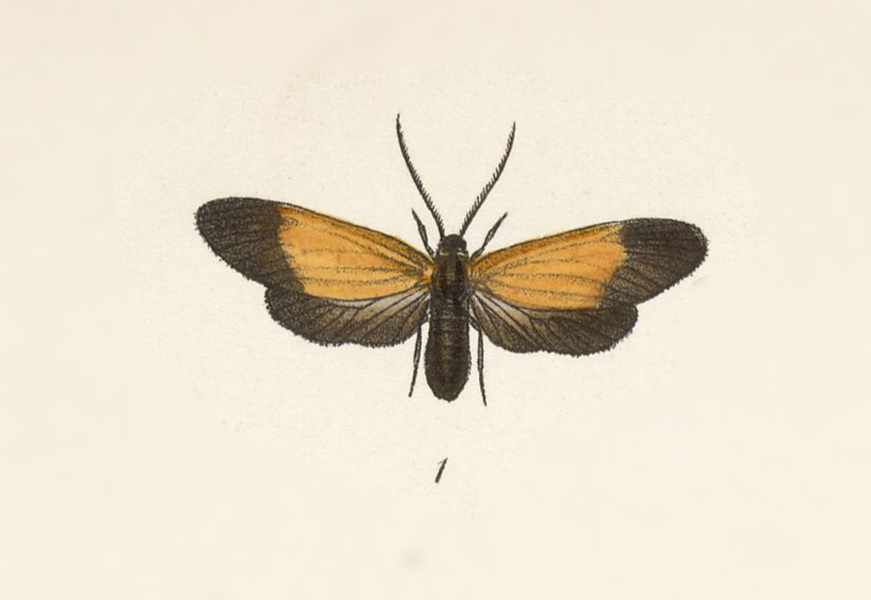 Neofelderia mexicana