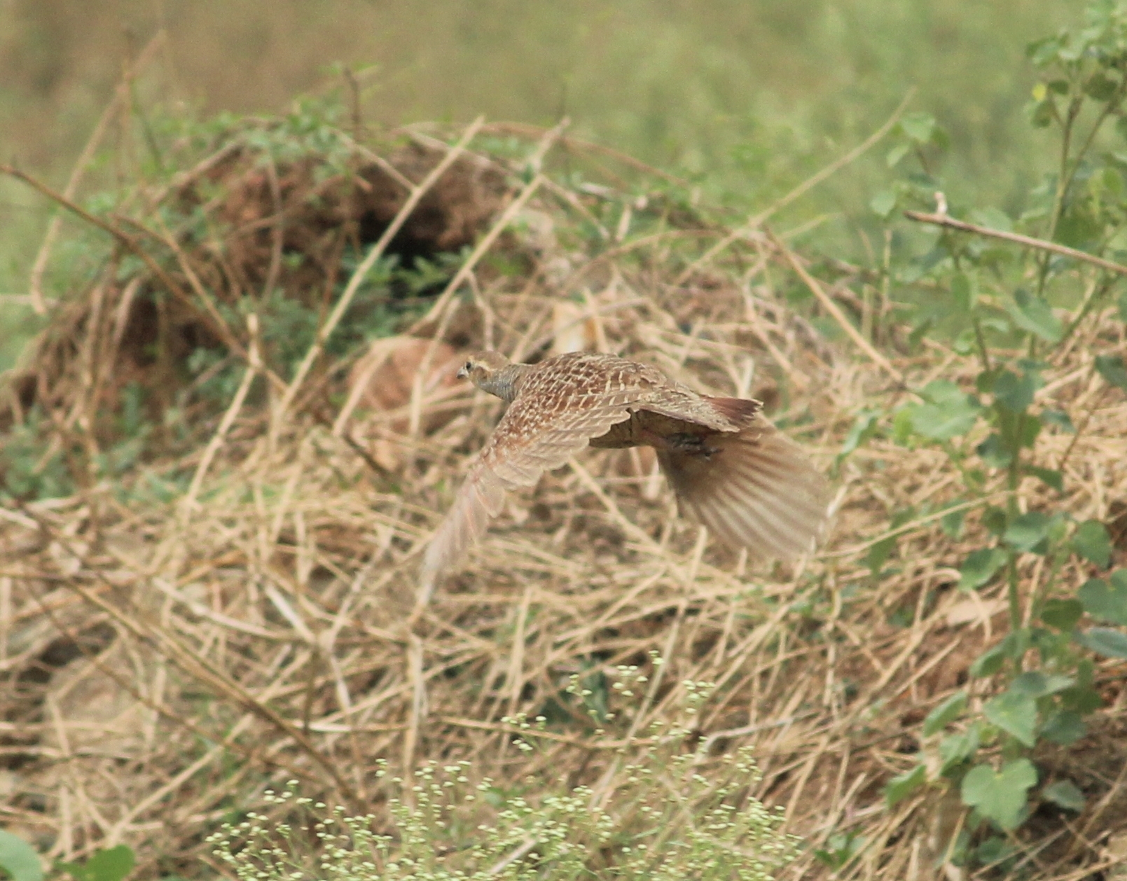 Grey Francolin