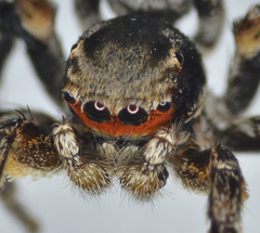 Habronattus ballatoris