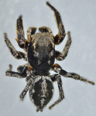 Habronattus ballatoris