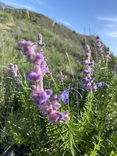 Trichostema lanatum
