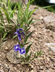 Scutellaria brittonii