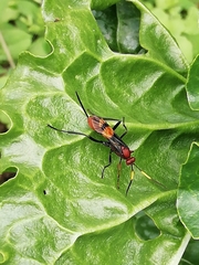 Trogomorpha arrogans