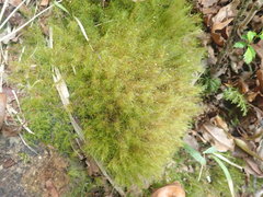 Dicranoloma menziesii