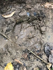Tapirus terrestris