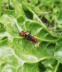 Trogomorpha arrogans