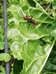 Trogomorpha arrogans