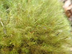 Dicranoloma menziesii