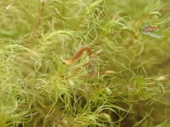 Dicranoloma menziesii