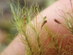 Dicranoloma menziesii
