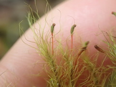 Dicranoloma menziesii