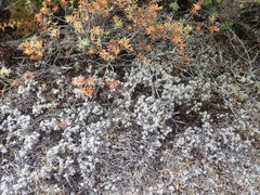 Racomitrium pruinosum