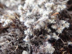 Racomitrium pruinosum